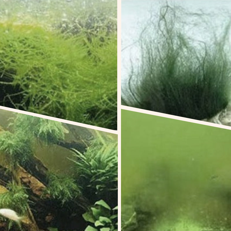 Algae & Moss Remover for Fish Tank - Safe Water Purification