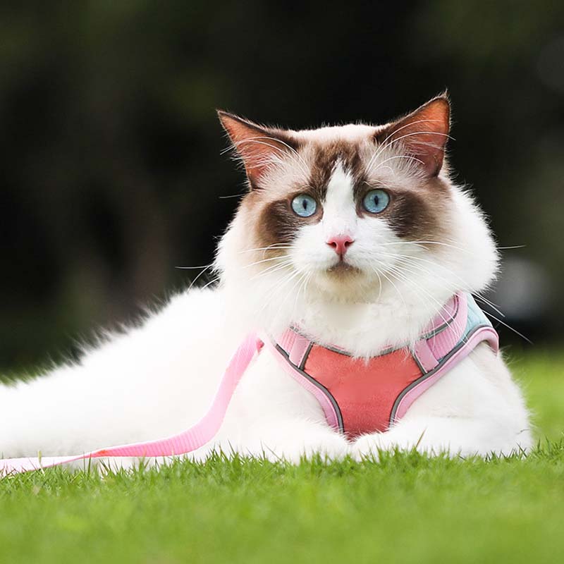 Anti-Escape Reflective Cat Harness with Leash